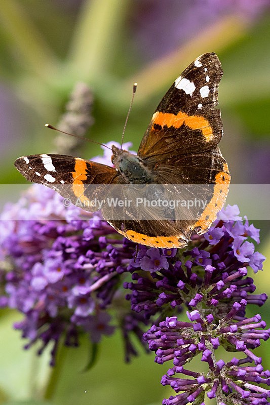 20150802-8E0A0392 - Butterflies & Moths