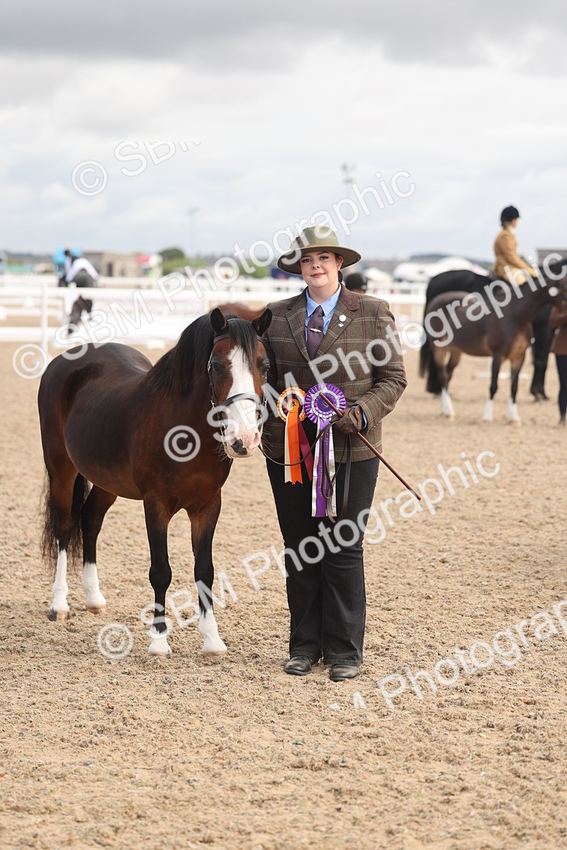 SBM_04506 - Class 18 - Handsomest Gelding (IH or Ridden)