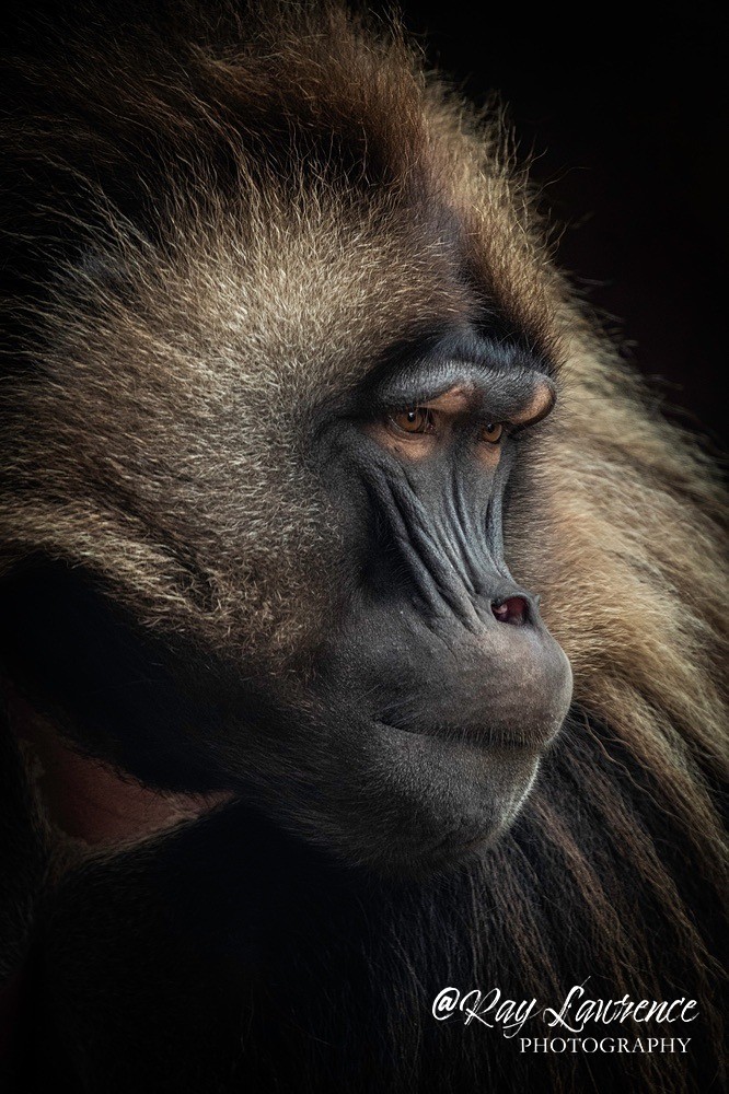 Gelada Baboon-RLP_1353 - Vulnerable and Beyond