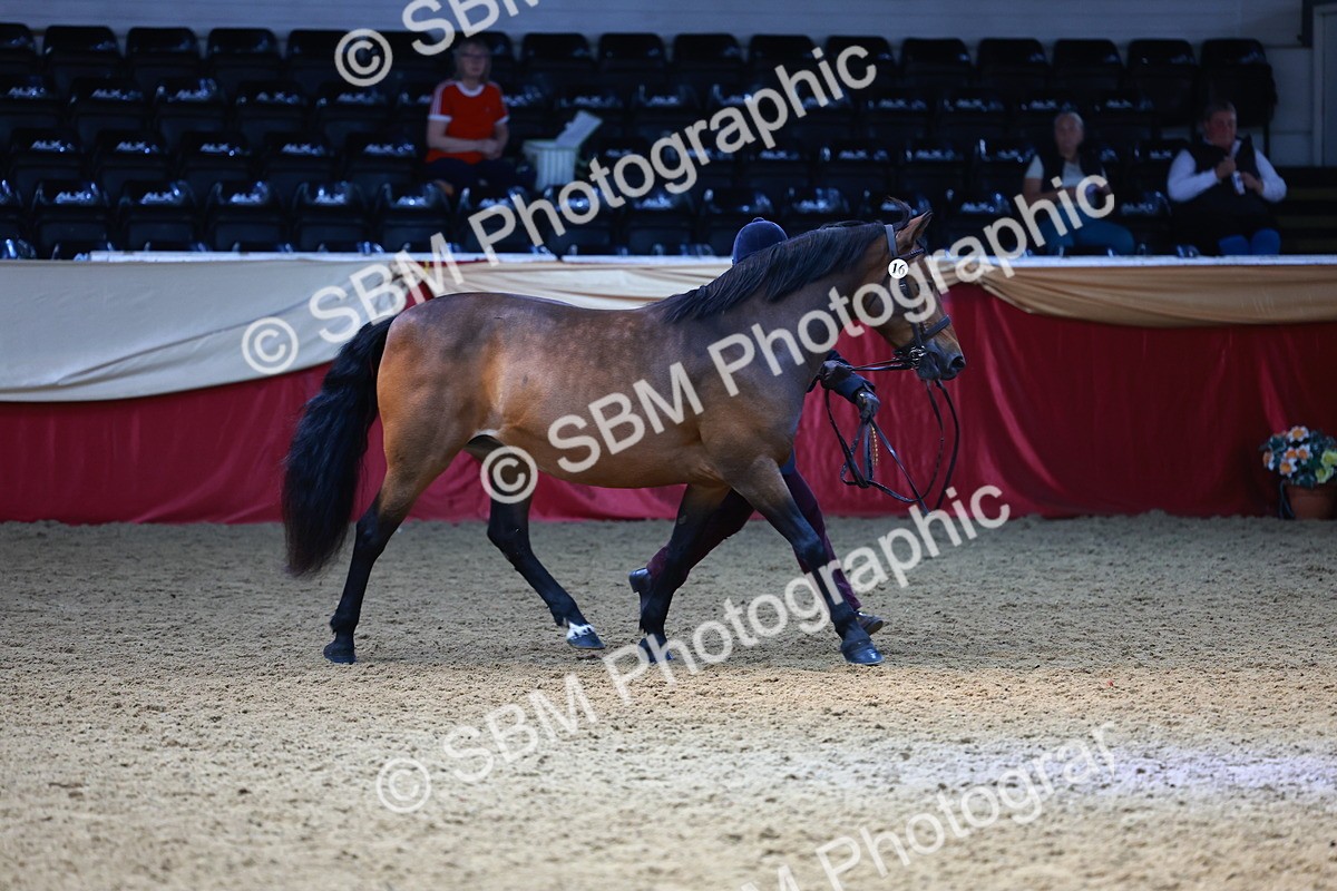 SBM_23211 - Class 903 - Supreme Final - IH Pre Vet