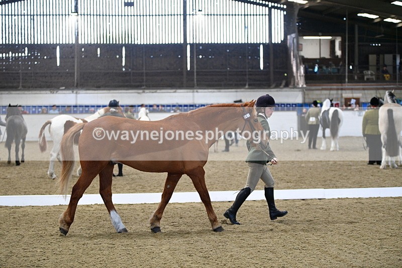 WJ5_3674 - Class 5 In Hand Veterans