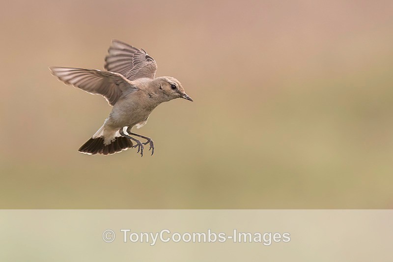 Isabelline Wheatear - Macin National Park