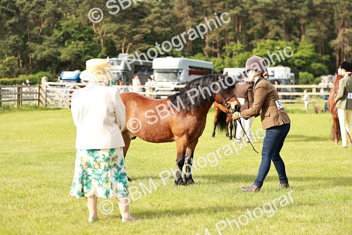 SBM_00507 - Class 14-23 - Mountain & Moorland In Hand Non Welsh