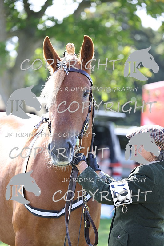 APP_3188 - Class 3 Youngstock