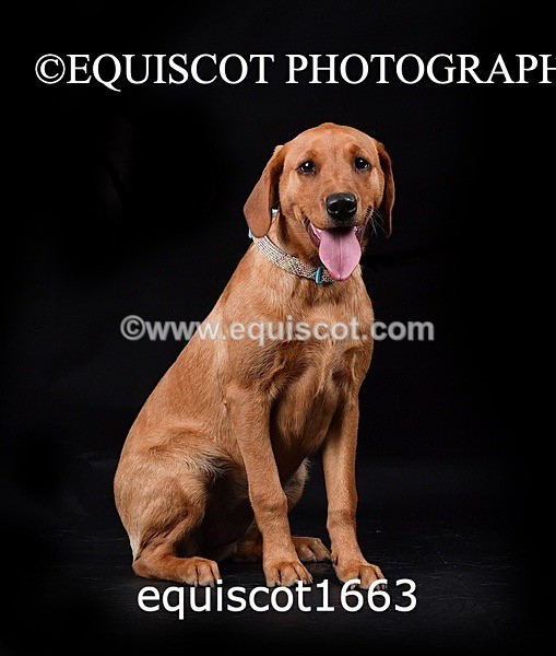 equiscot1663 - MOLLY & MACEY