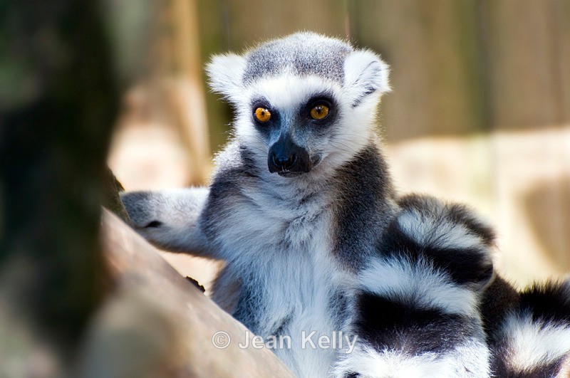 Ring-tailed Lemur - 0614 - Lemurs
