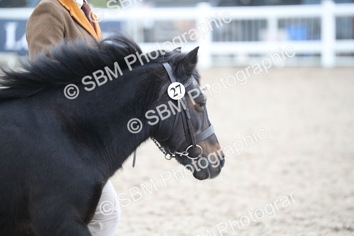 SBM_18278 - Class 318 IH Part bred Horse/Pony