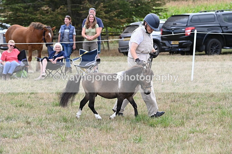 WJ6_5685 - Class 18 In-hand Coloured