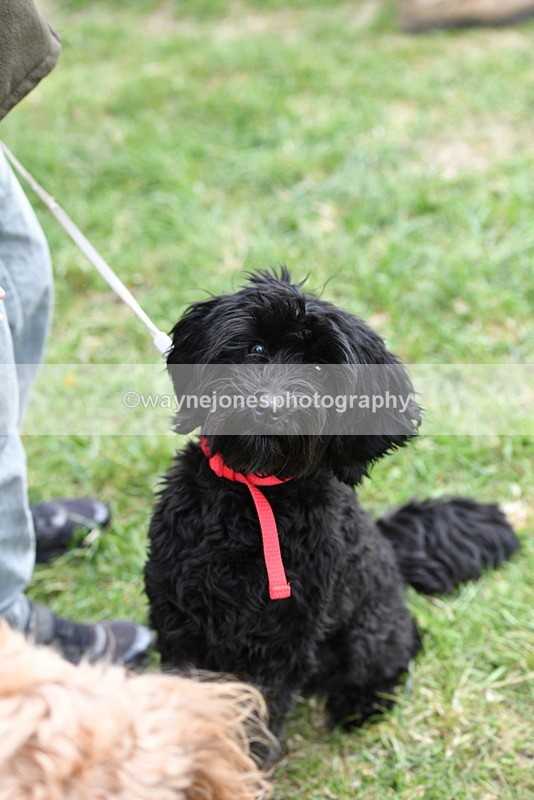 WJ5_9250 - Class 1 Best Cross Breed / Heniz 57