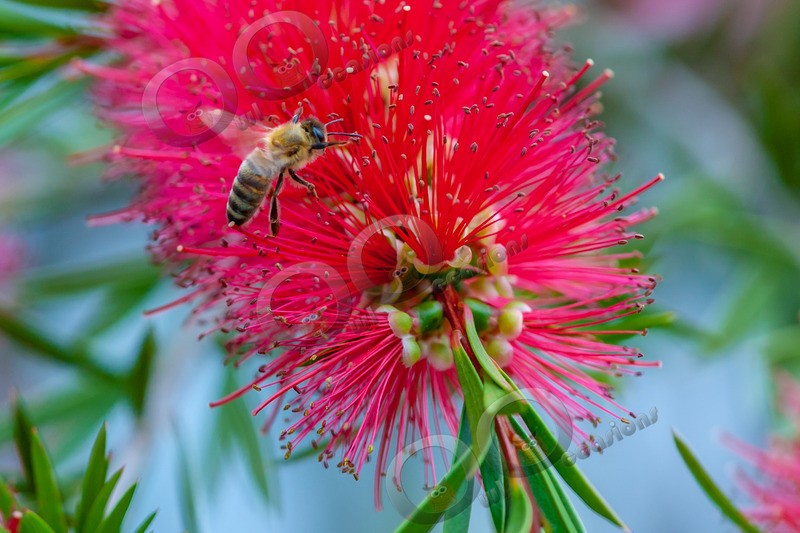 honey bee Apis mellifera-7436 - Insects from around the world