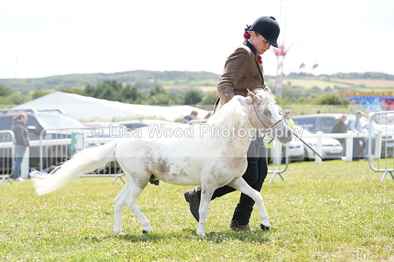 DSC06589 - Class 57: Miniature Horse 4yrs & over