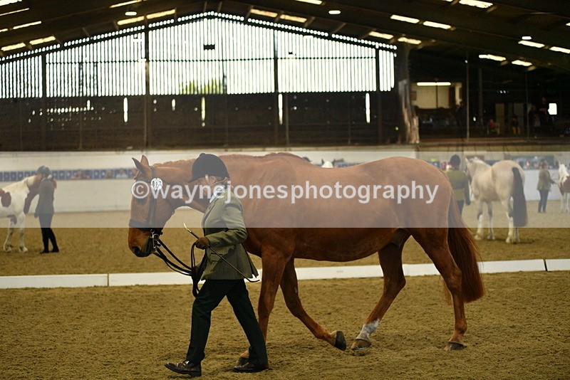 WJ5_3609 - Class 5 In Hand Veterans