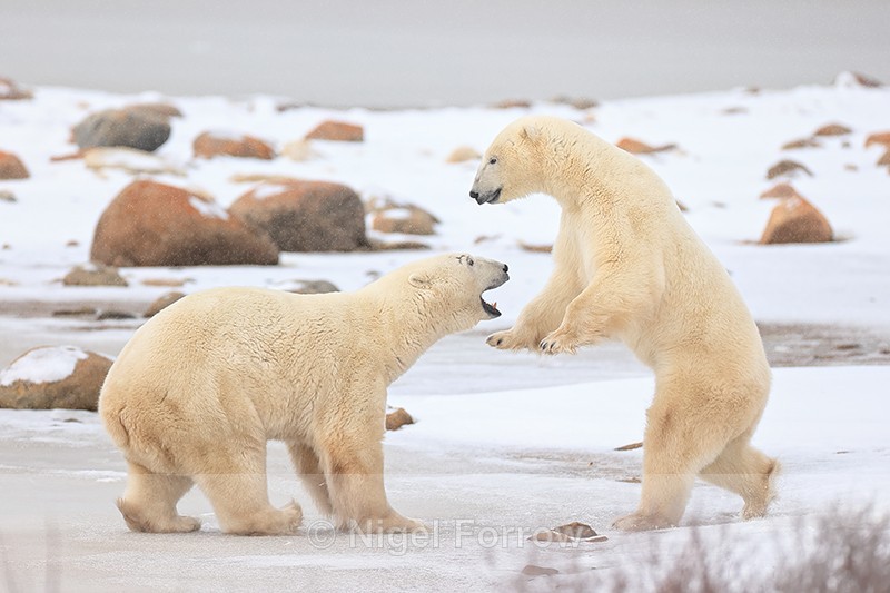 Polar Bear (male) sparring match, Churchill, Canada - Polar Bear