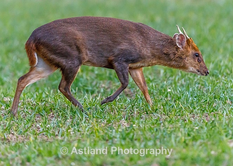 Astland Photography, Bird and Wildlife Images, Susan and Peter Wilson, U.K.
