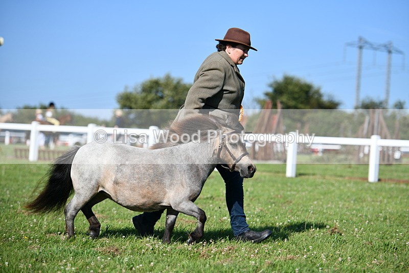 DSC_5752 - Class 49: NPS Shetland Youngstock