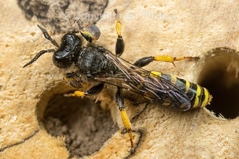 Crabro cribrarius (m)