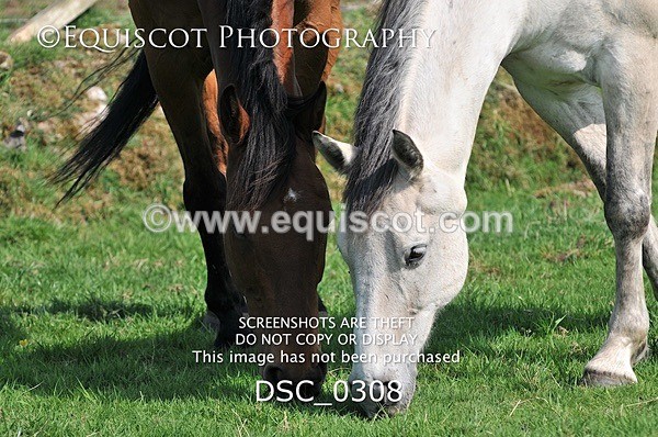 DSC_0308 - ARCHIVE REQUEST - Quincy and Guinness