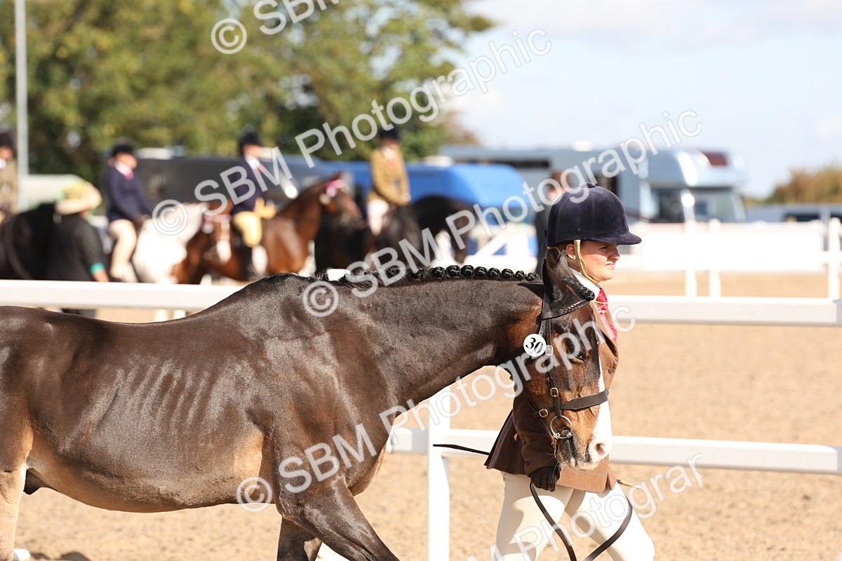 SBM_12812 - Class 205 - IH Show Pony - Show Hunter Pony