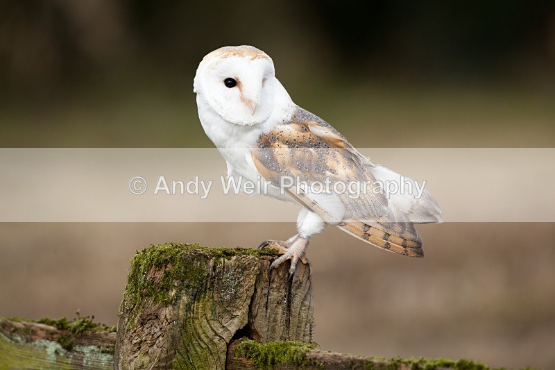 20110312-IMG_1194-113 - Barn Owl