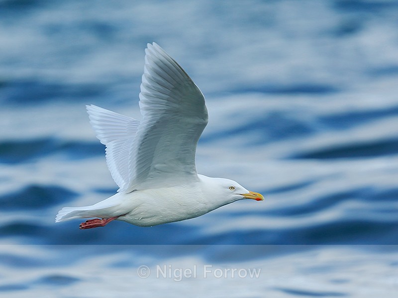 Glaucous Gull (adult) in flight, Grundarfjörður, Iceland - Glaucous Gull