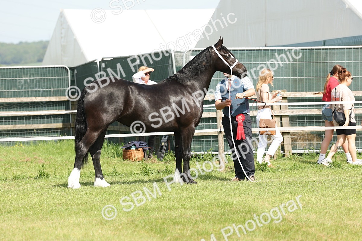SBM_02317 - Class 6-13 - Mountatin and Moorland In Hand Welsh Breeds