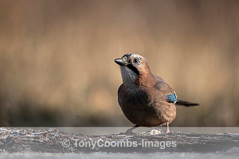 Jay  1901-18735 - Around the Reflection Pool