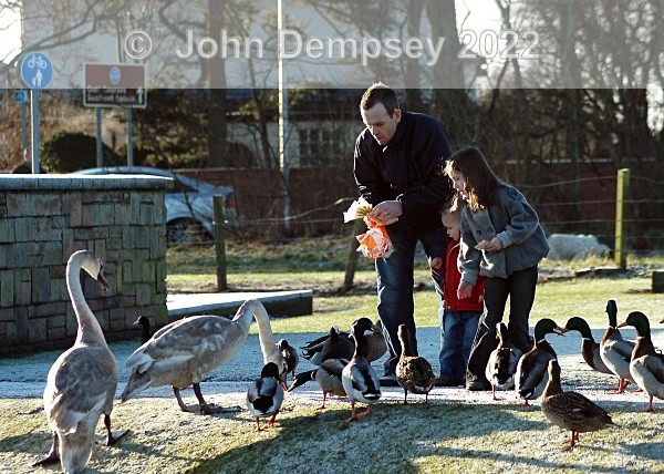 Family Feeding 3 7x5 - The Curlie