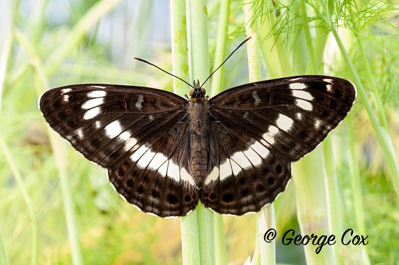 White Admiral Adult - British Butterflies