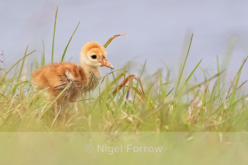 Sandhill Crane chick, Harns Marsh, Florida - Sandhill Crane