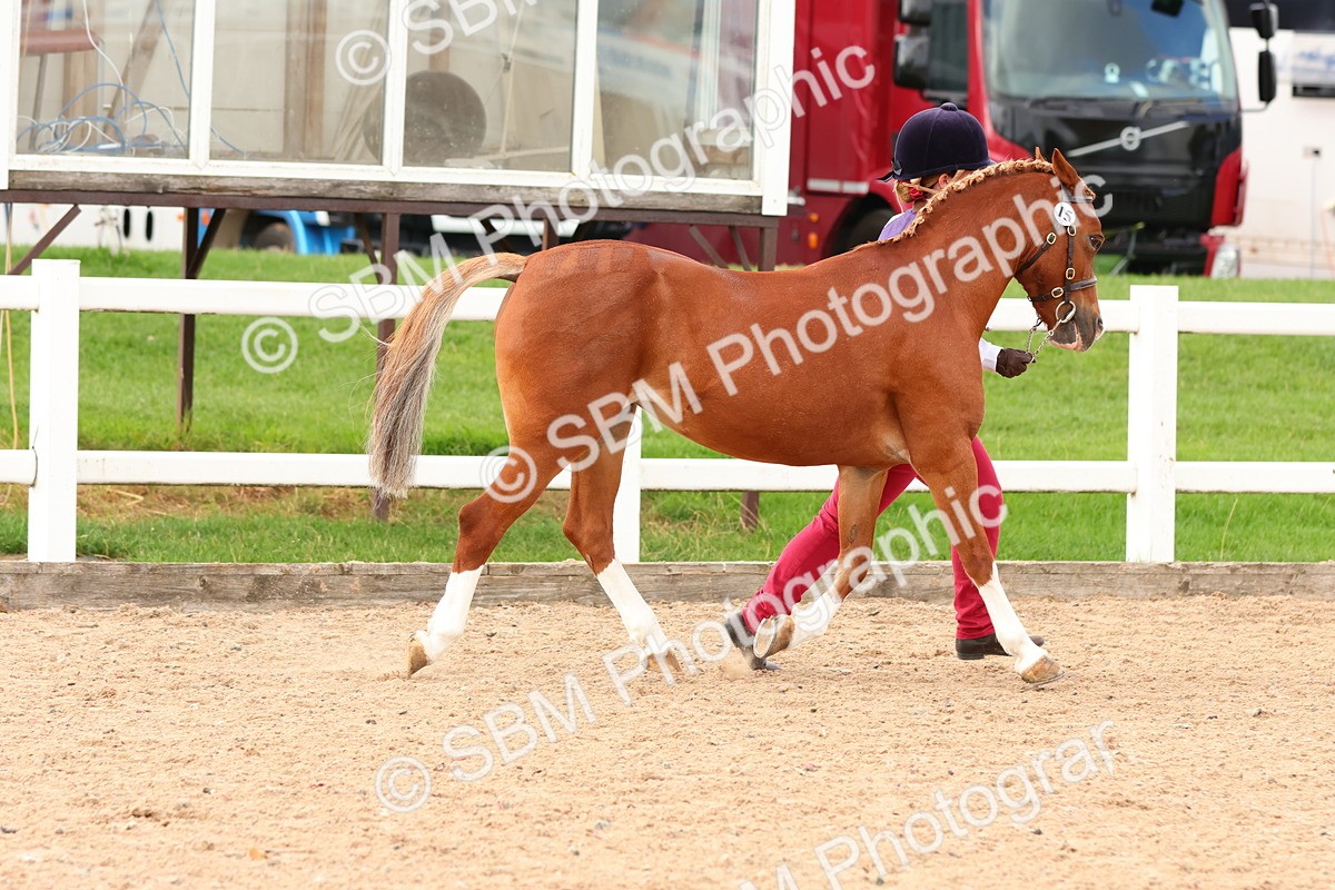 SBM_10176 - Class 205 - IH Show Pony - Show Hunter Pony