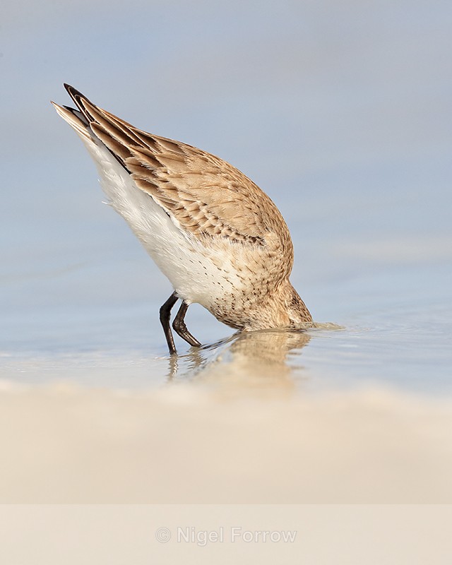 Dunlin head underwater while feeding, Fort De Soto Park, Florida - Dunlin