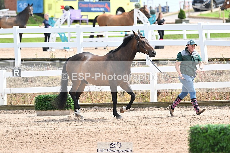 240717A-144211-02209 - Trot Up 2pm to 3pm - This folder is not in time order
