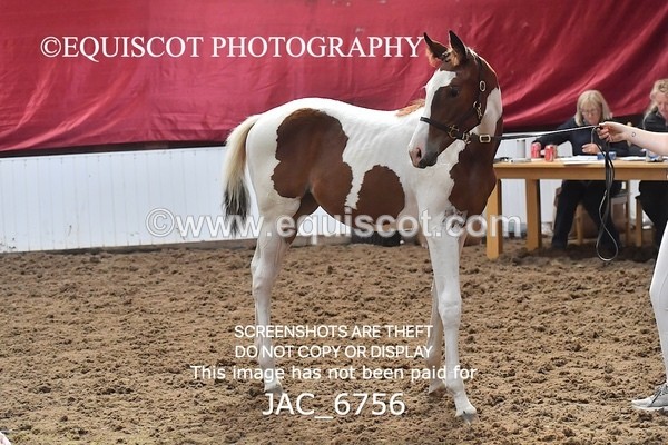 JAC_6756 - 15 Ziggy of Westoak