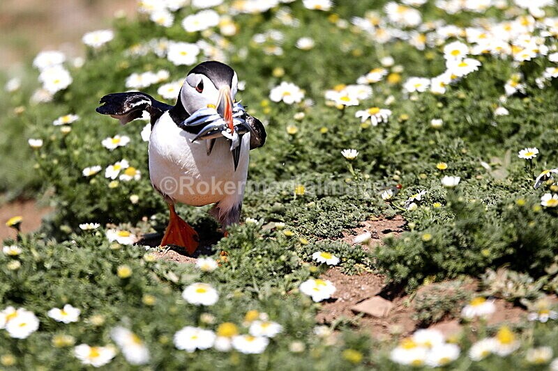 _56A7047 - Skomer 2019