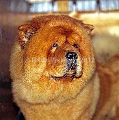Chow Chow at Crufts - Pets