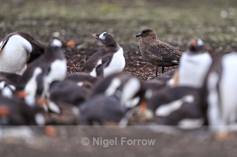 Brown Skua lurking by Gentoo Penguin colony, Falklands - Falkland (Brown) Skua