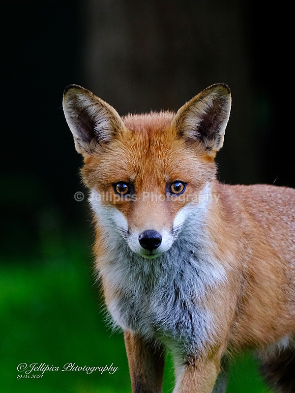  - Wildlife and Nature