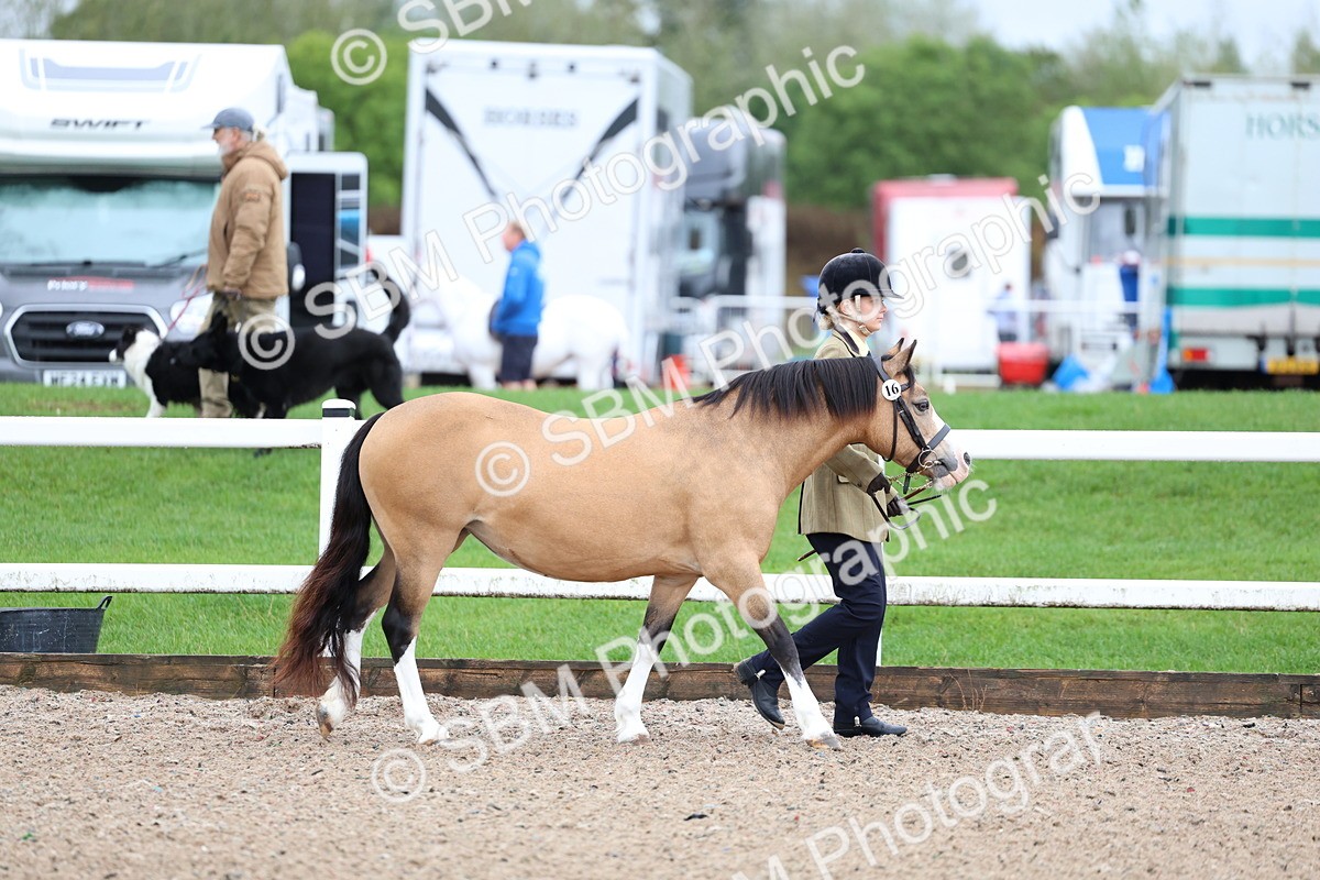 SBM_00212 - Class 13 - Young Handler