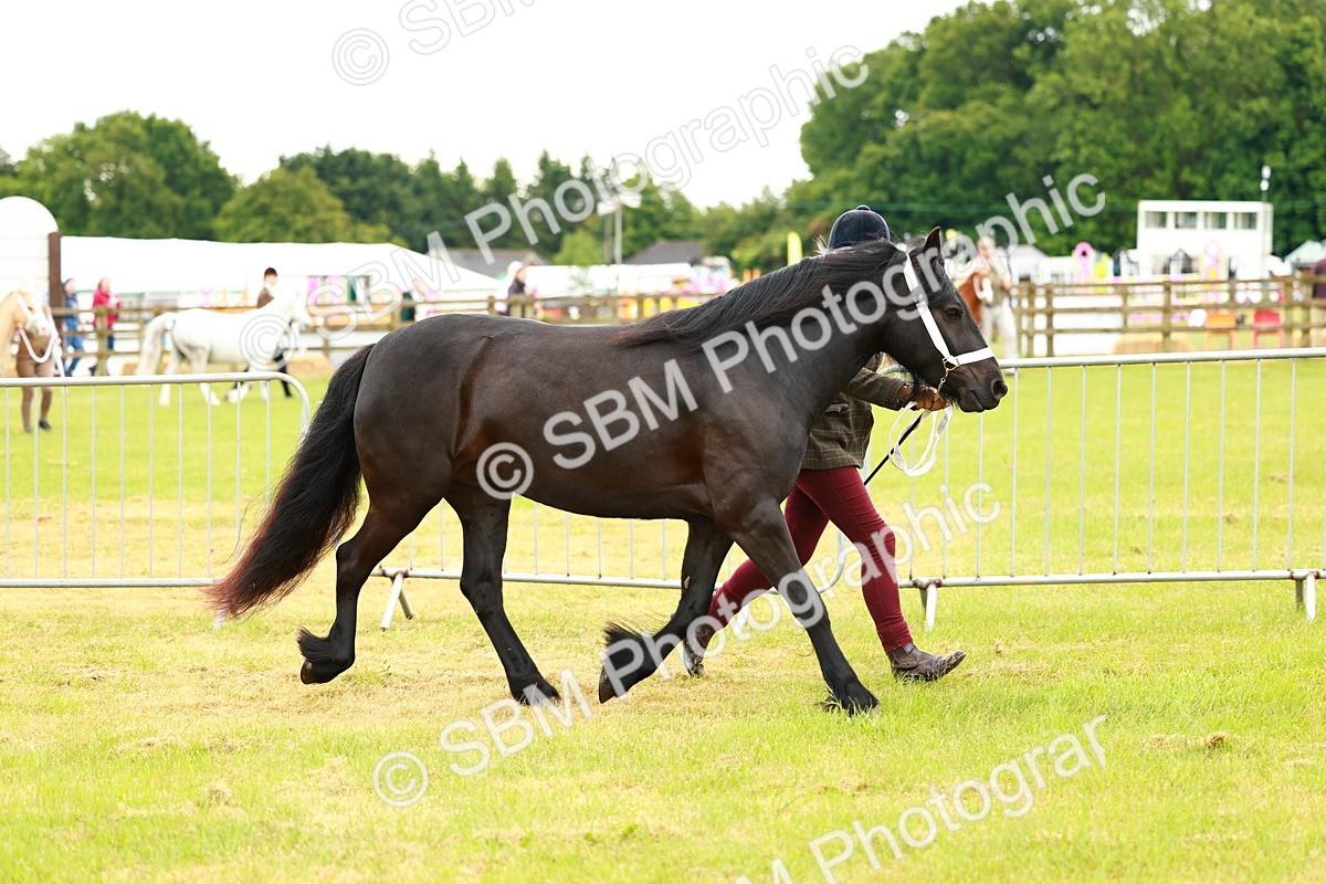 SBM_00371 - Class 58-67 - M&M Non Welsh Pony In hand