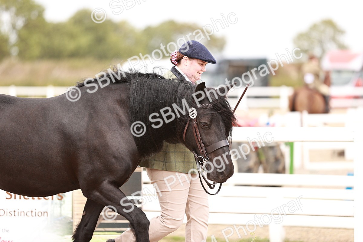 SBM_16103 - Class 411 - Prettiest Mare - (IH or Ridden Adult)