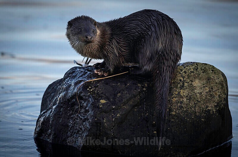 Otter cub, Isle of Mull, Scotland Dec 22 - LATEST... Isle of Mull Otters and Landscapes December 2022 & Seal Pups from Donna Nook, Lincs