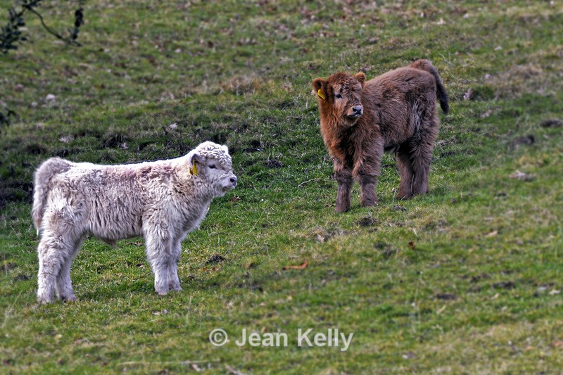 Highland cattle - 7831 - Cattle