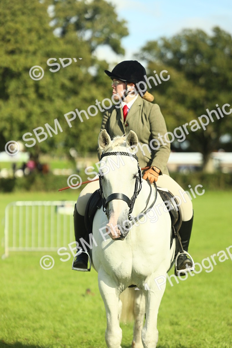 SBM_49848 - S32 - Novice & Newcomers Working Hunter