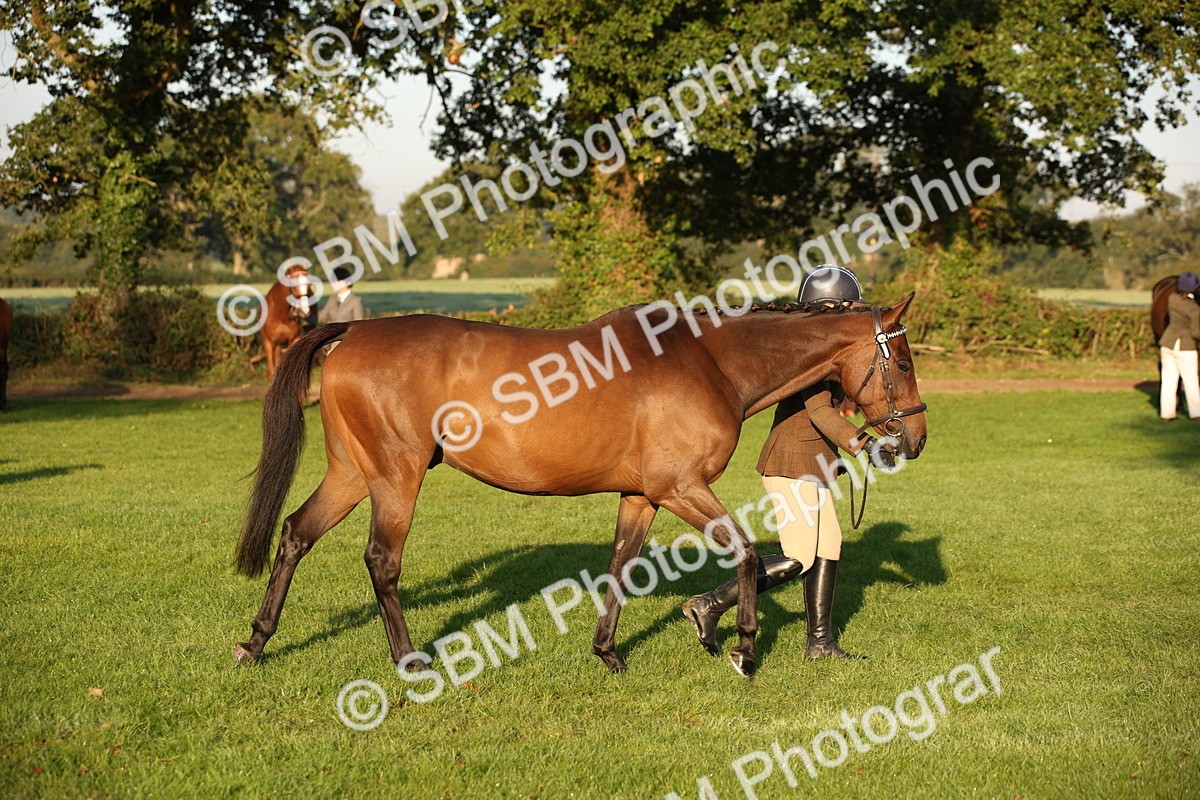 SBM_56903 - S49 - Riding Horse & Hack & Thoroughbred In Hand