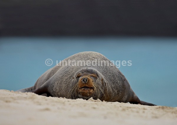 Galápagos Beachmaster 1 - Galapágos