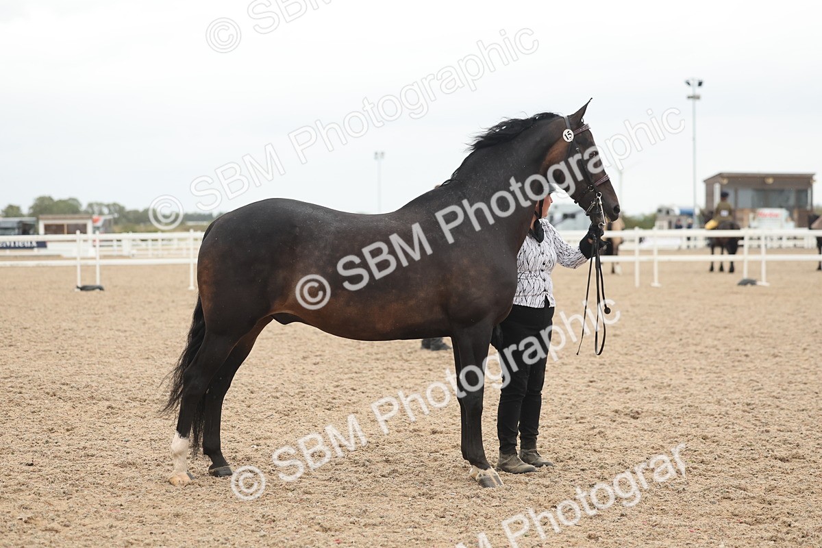 SBM_19351 - Class 317 - IH Pure Bred Horse-Pony