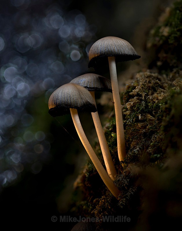 Fairy inkcap, Aberduna nature reserve, North wales - AUTUMN 2025 FUNGI/MUSHROOMS
