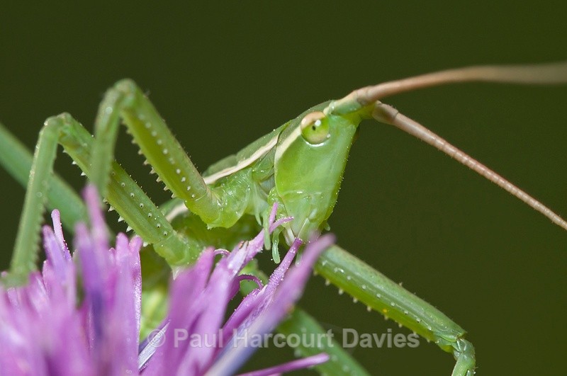  - Bugs: Macro insects