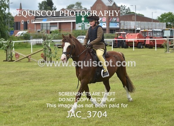 JAC_3704 - 75CM WORKING HUNTER