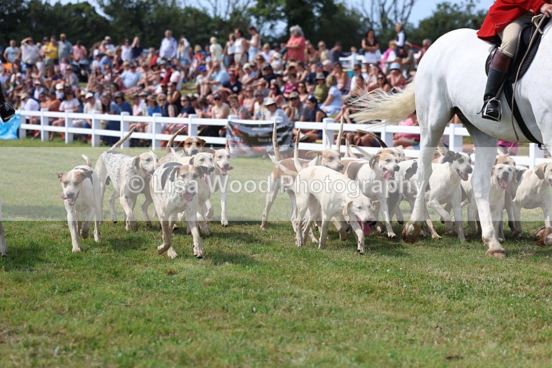 3E7A0138 - Parade of Hounds